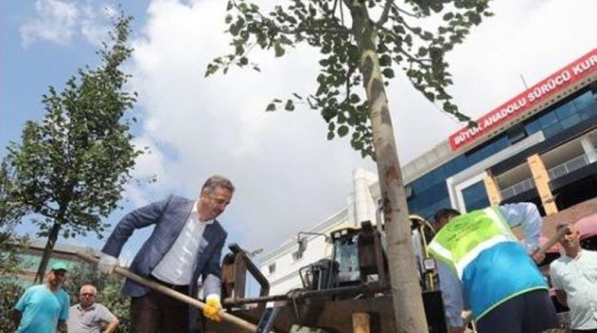 Gaziosmanpaşa&rsquo;da Ağa&ccedil;landırma &Ccedil;alışmaları Devam Ediyor