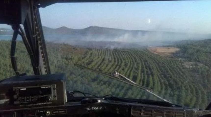 Ayvalık'ta Orman Yangını (3)