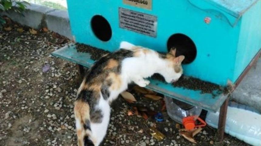 Minik Dostlarımız S&uuml;leymanpaşa Belediyesi İle G&uuml;vende