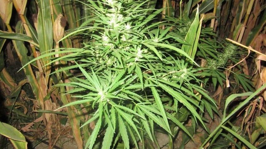 Mısır Tarlasında 200 K&ouml;k Hint Keneviri Ele Ge&ccedil;irildi