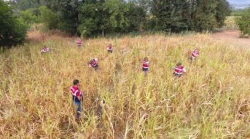 Kenevir Tarlasına Drone Destekli Operasyon