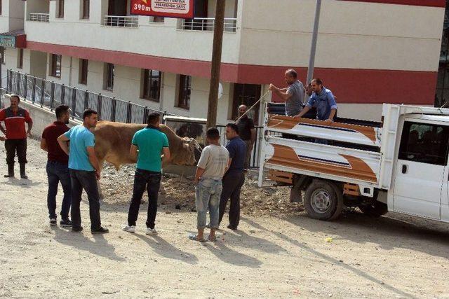 Mezbahadan Kaçan Boğa Ortalığı Birbirine Kattı