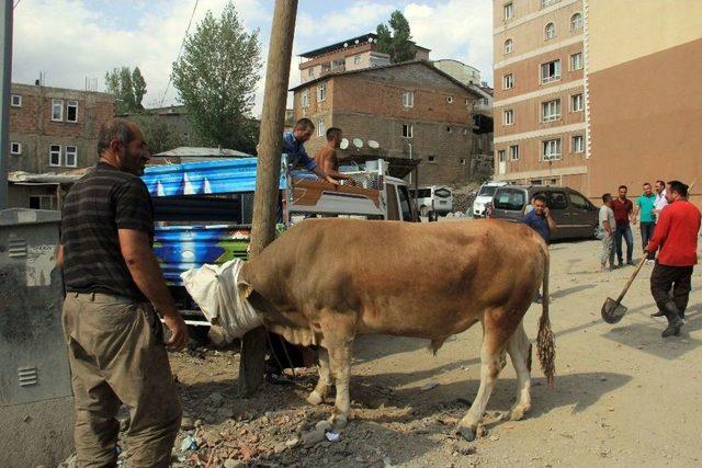 Mezbahadan Kaçan Boğa Ortalığı Birbirine Kattı