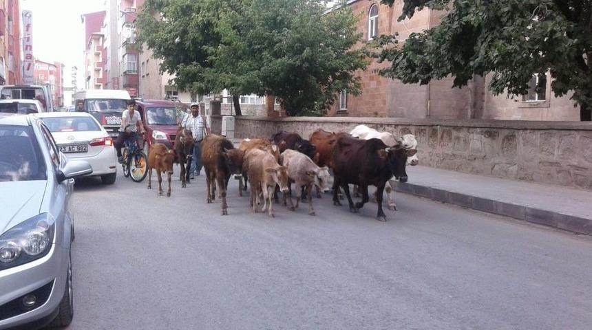 Kent Merkezinde Kurbanlıklar