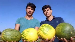 Sulama Olmayan Köyde Yağmur Suyu İle Organik Kavun Yetişiyor