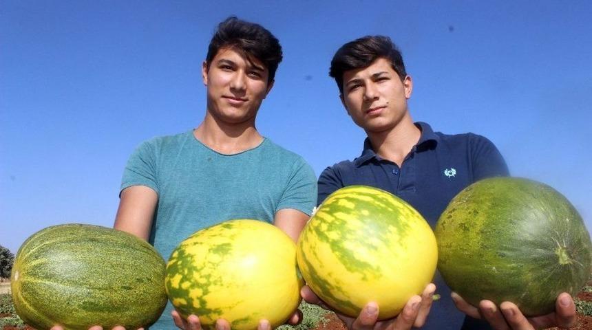 Sulama Olmayan Köyde Yağmur Suyu İle Organik Kavun Yetişiyor