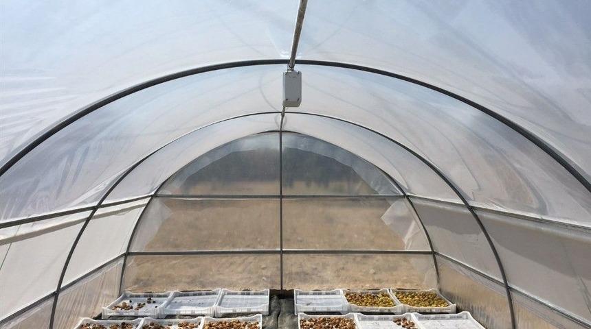 İncir T&uuml;nelde Kuruyacak