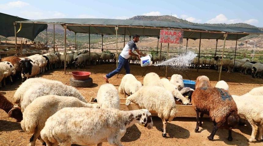 Bayraklı Kurban Bayramına Hazır
