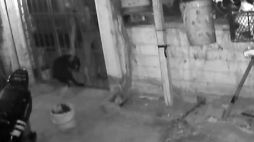 Bah&ccedil;edeki K&ouml;peği &Ouml;nce Sevdi, Sonra &Ccedil;aldı