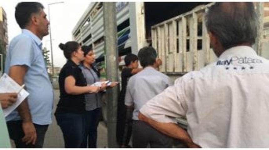 Gen&ccedil; &Ccedil;ift&ccedil;iler Hayvanlarına Kavuştu