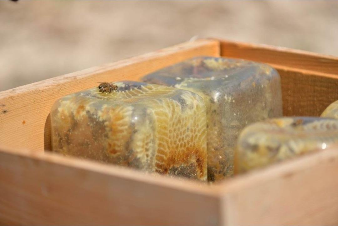 (&ouml;zel Haber) Cam Kavanozda Ve K&uuml;t&uuml;ğ&uuml;n İ&ccedil;inde &Uuml;retilen Ballar Hayrete D&uuml;ş&uuml;r&uuml;yor