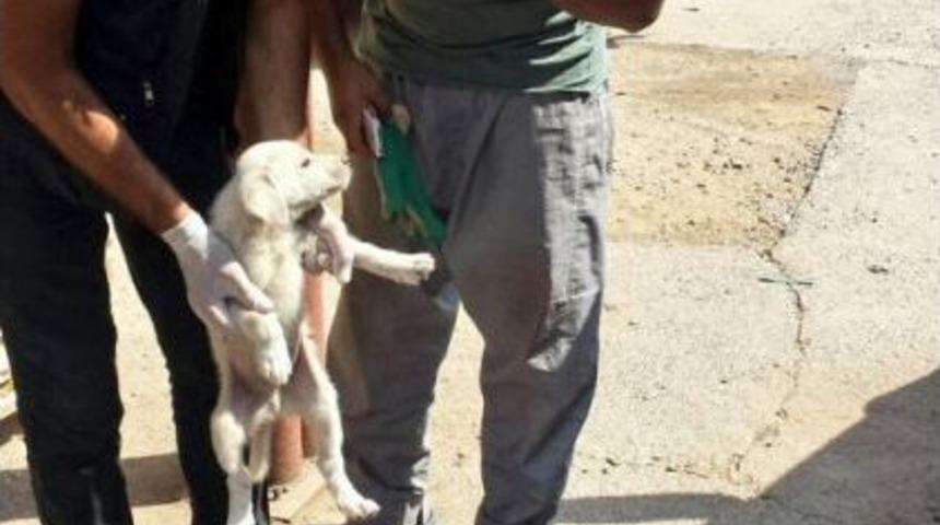 Bing&ouml;l&rsquo;de Bitkin Bulunan 2 Yavru K&ouml;pek Koruma Altına Alındı