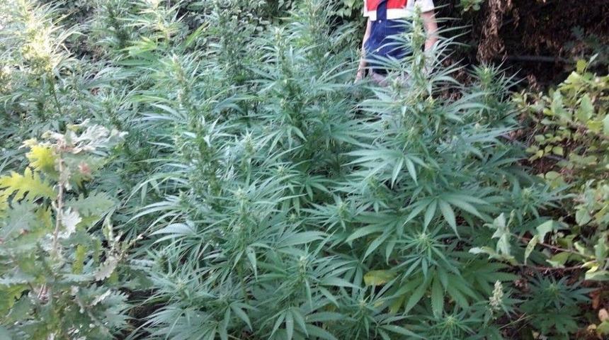 İzmit&rsquo;te 2 Bin K&ouml;k Hint Keneviri Yakalandı