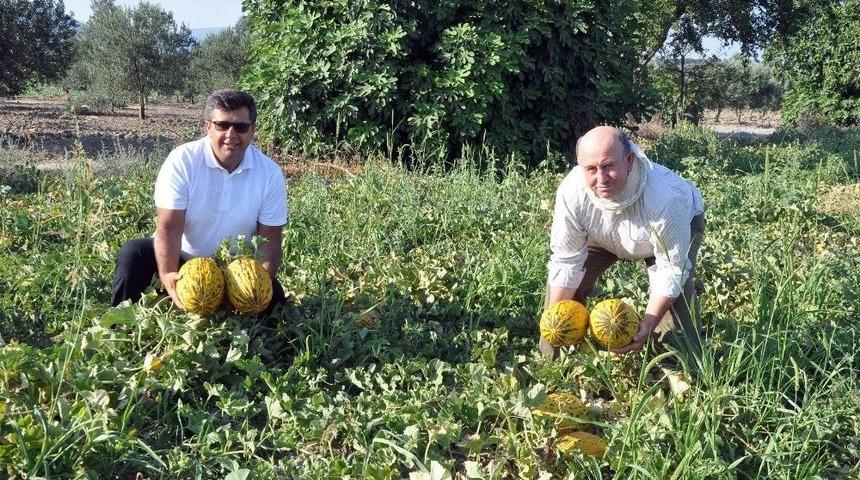 (&ouml;zel Haber) Kırkağa&ccedil; Kavununda İlk Hasat Yapıldı