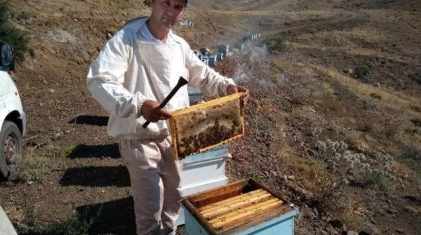 Toroslarda Arıcılar Bal Hasadına Başladı