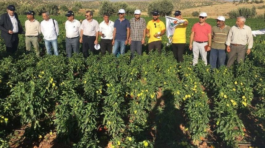 Midyat’ta Tarla Günü Etkinliği Düzenlendi
