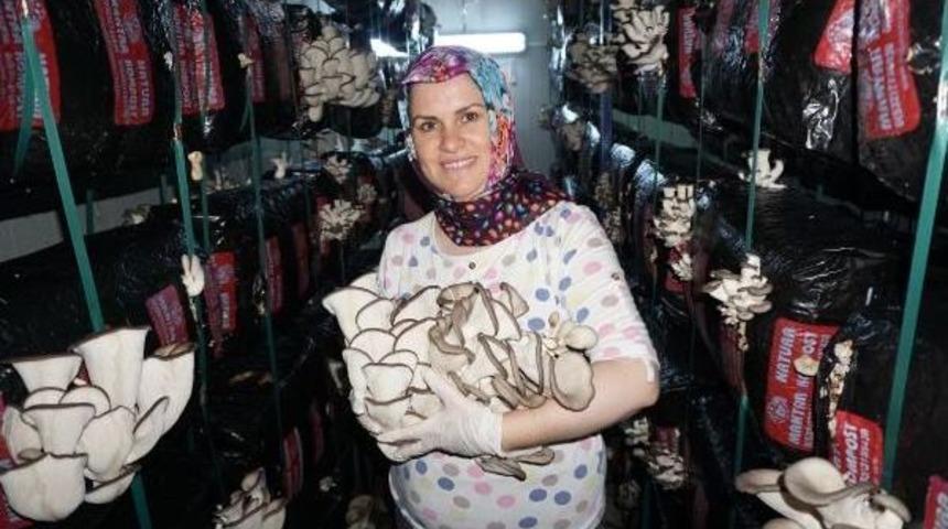 Hibe Desteğiyle Istiridye Mantarı &Uuml;retiyor
