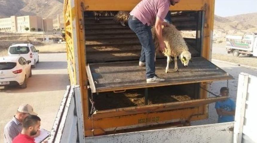 Hasankeyfli Gen&ccedil; &Ccedil;ift&ccedil;ilere 148 Adet Hayvan Verildi