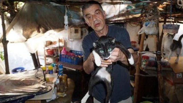 Emekli Maaşıyla Hasta Oğlu Ve 100 Kediye Bakıyor