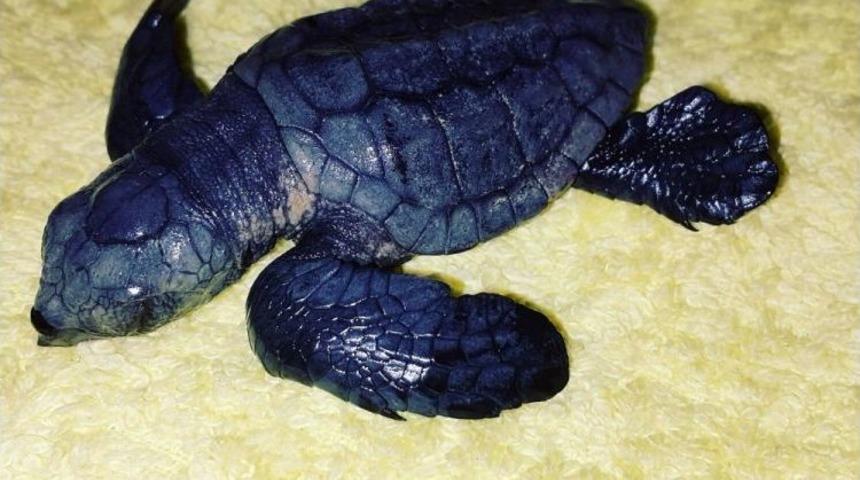 Martıdan Kurtulan Yavru Caretta Caretta Yaşama Tutundu