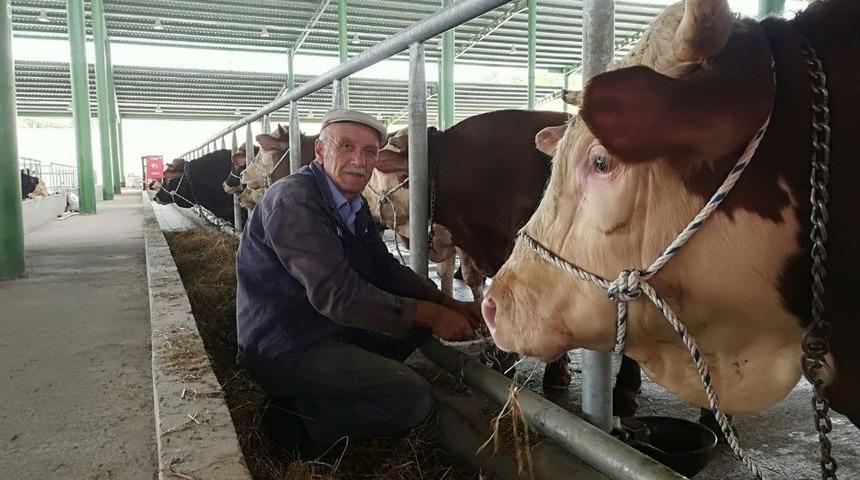 İzmit&rsquo;te Kurbanlıklar Pazara İndi