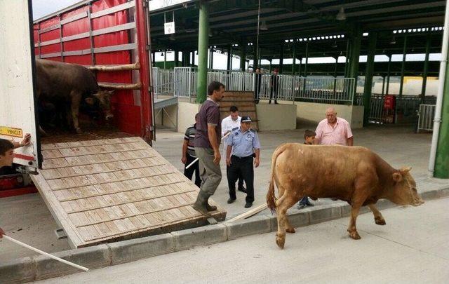 İzmit’te Kurbanlıklar Pazara İndi