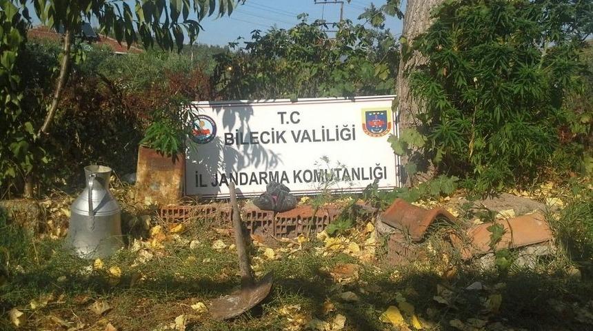 Jandarmadan 2 Farklı Yere Kenevir Operasyonu