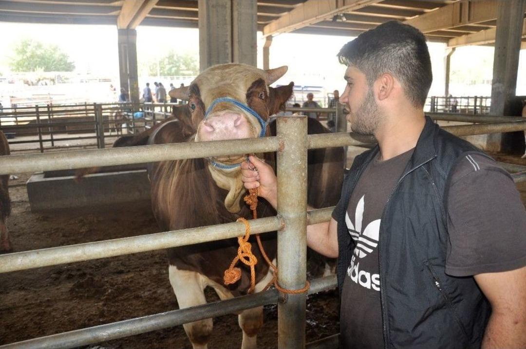 Diyarbakır&rsquo;da Kurbanlıklar İkinci El Araba Fiyatına