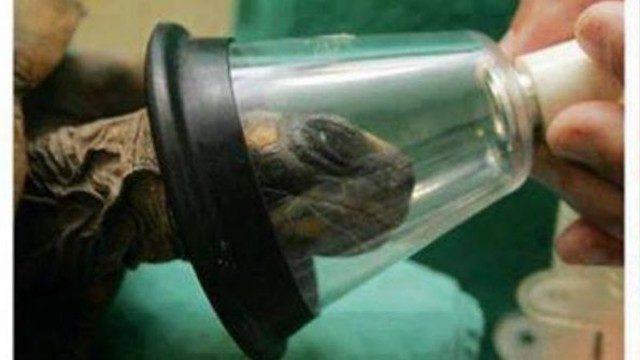 Kaplumbağaya sezeryan yapıldı!