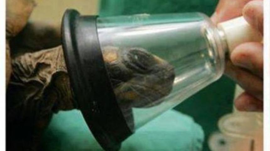 Kaplumbağaya sezeryan yapıldı!