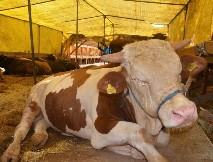 Polisten Kurban Satıcılarına Hayati Uyarı G4