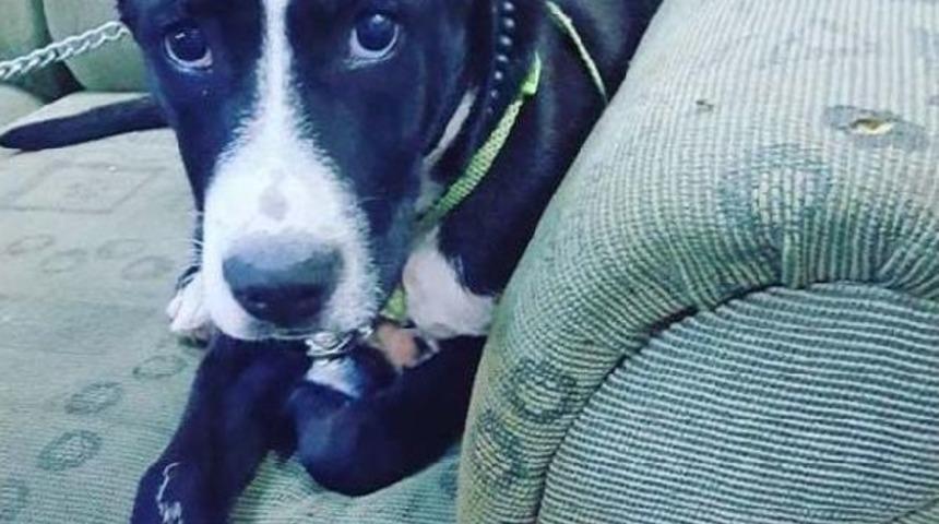 K&ouml;peği, Demir Parmaklıkların Arasından &Ccedil;ekip &Ccedil;aldı