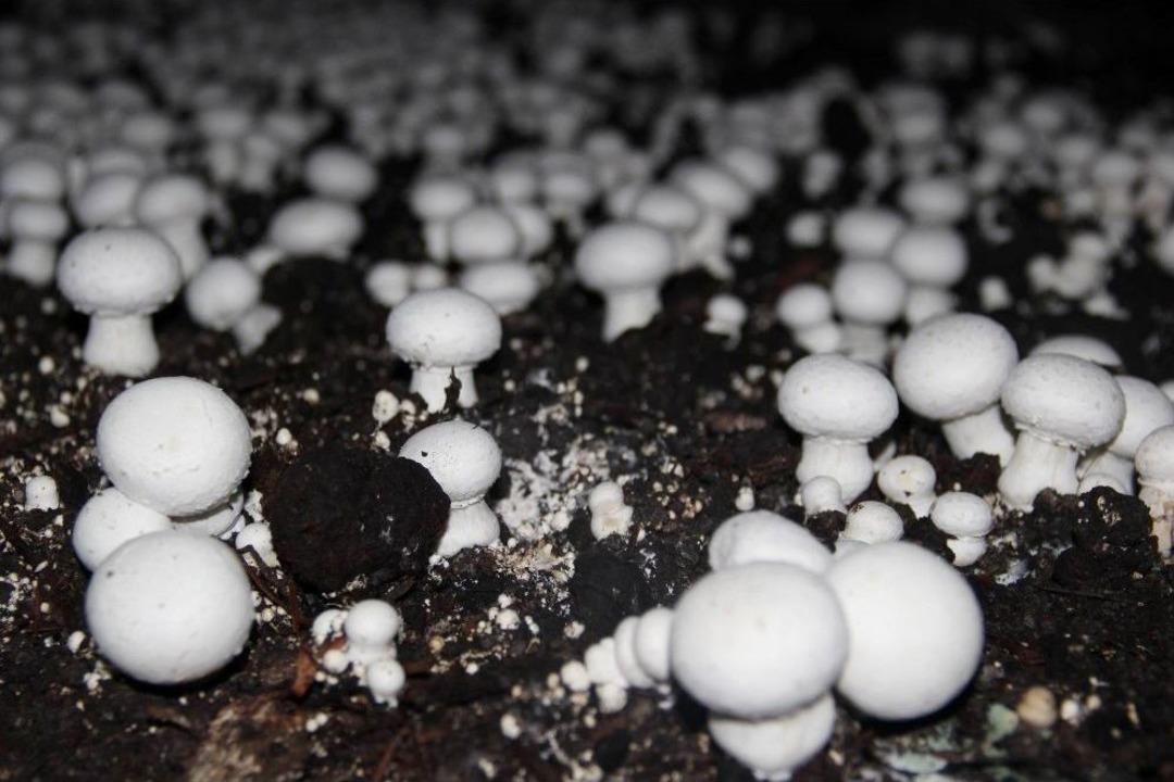 2.5 Milyon Lira Maliyetle Kurdu, Ayda 50 Ton &Uuml;retiyor