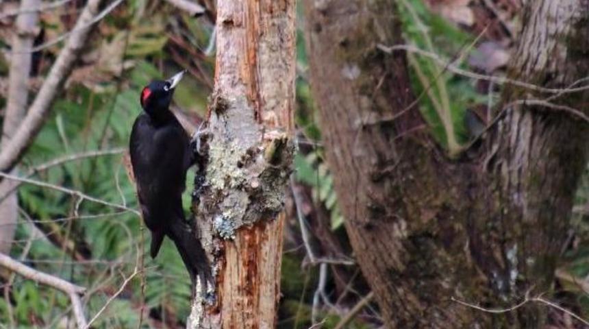 Kara Ağaçkakan, Zonguldak'ın 305'inci Kuş Türü