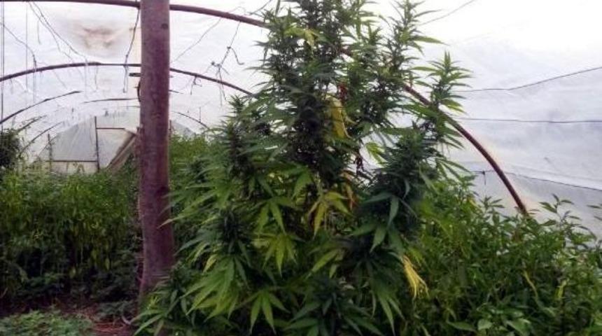 Sera Için Uyuşturucu Yetiştiren Şüpheli Gözaltına Alındı