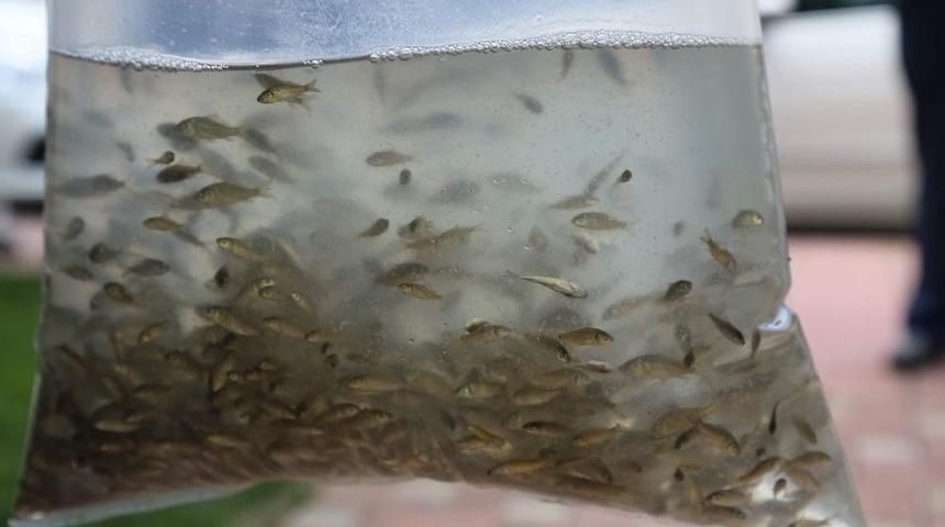 Bursa&rsquo;da G&ouml;letlere 376 Bin Sazan Bırakıldı