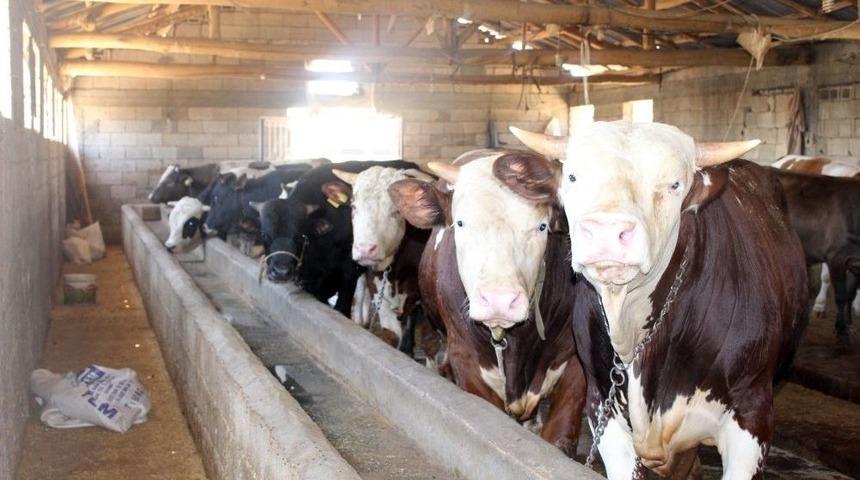 Adıyaman&rsquo;da Otomobil Fiyatına Kurbanlık