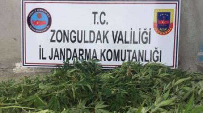 15 K&ouml;k Kenevir Ele Ge&ccedil;irildi