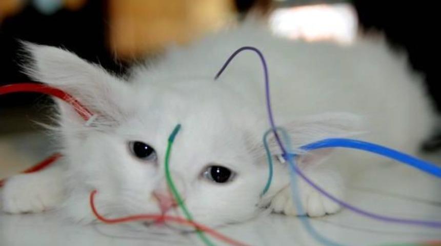 Van Kedilerine Ilk 'sağırlık' Testi