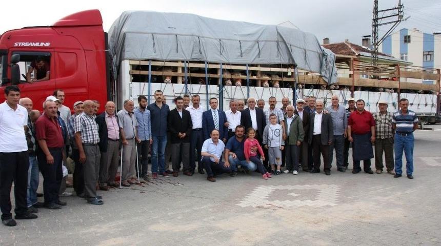 Kastamonu’dan Kurban Yüklü 160 Tır, İstanbul Bölgesine Sevk Ediliyor