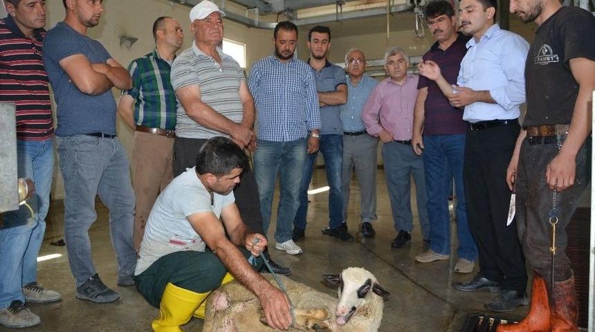 Korkuteli’nde Kurban Kesim Kursu Tamamlandı