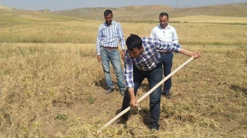 Kaymakam Tırpan &Ccedil;ekerek Hasat Yaptı