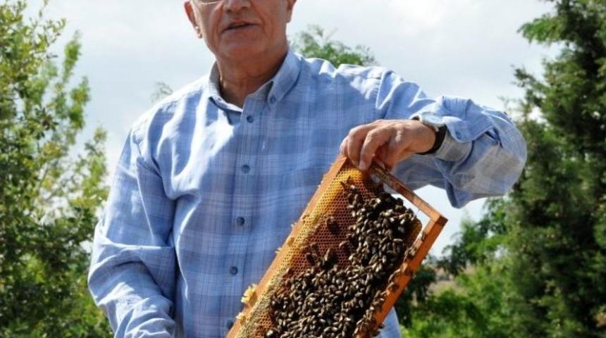 Om&uuml; Saf Bal &Uuml;retiminde Rekoru Yakaladı