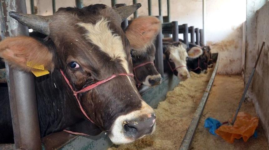 Sağlıklı Kurban Se&ccedil;imi İ&ccedil;in Uzmanlardan Uyarı