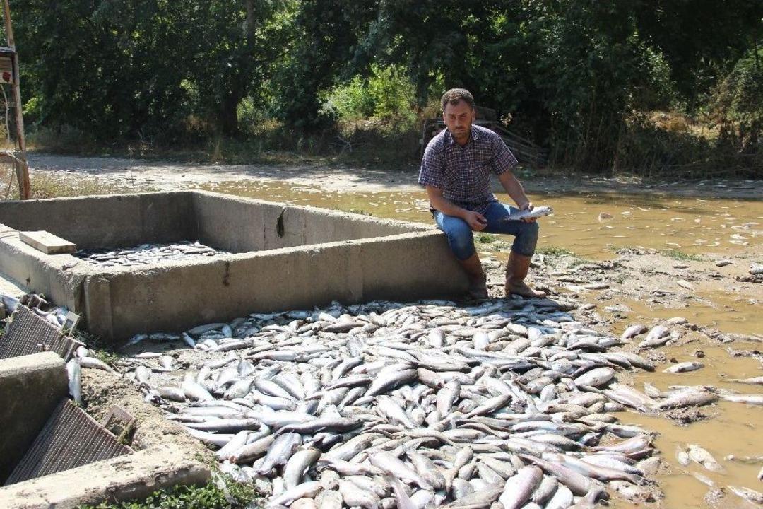 Sel Felaketinde Y&uuml;z Binlerce Balık Telef Oldu