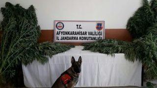 Jandarma Köye Yaptığı Baskında 574 Kök Hint Keneviri Ele Geçirdi