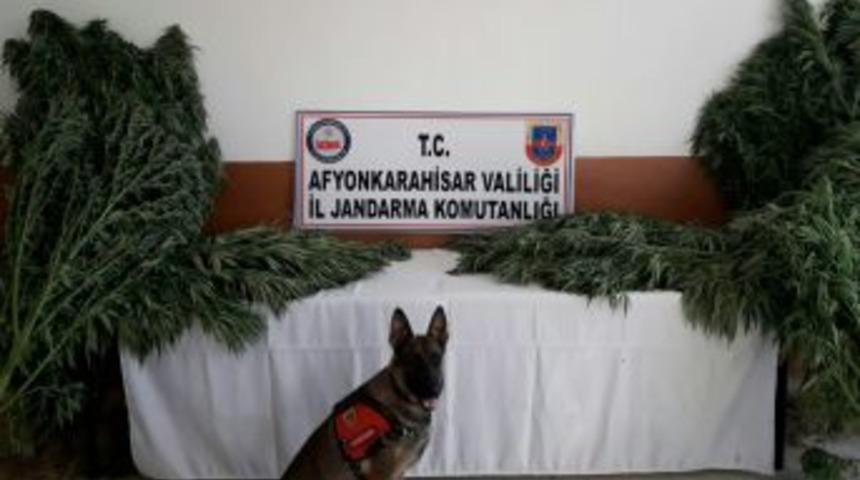 Jandarma Köye Yaptığı Baskında 574 Kök Hint Keneviri Ele Geçirdi
