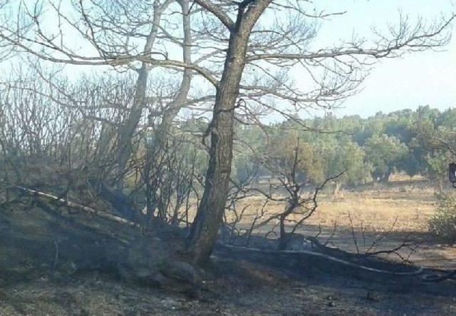 Ayvalık'taki Yangında 5 Hektar Çam Ve Zeytinlik Zarar Gördü