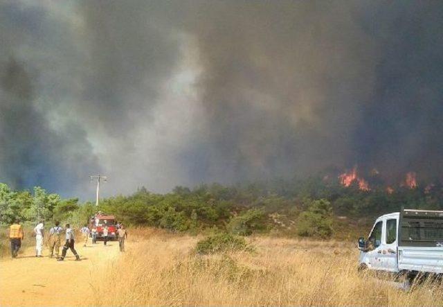 Ayvalık'taki Yangında 5 Hektar Çam Ve Zeytinlik Zarar Gördü