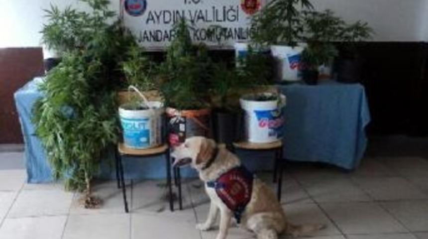 Aydın'da Bah&ccedil;ede Hinkeneviri Yetiştiren Ev Sahibine G&ouml;zaltı